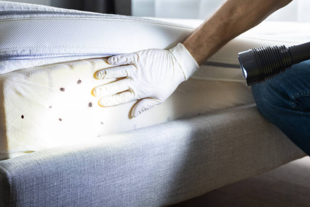 Best Local Pest Control Services  in Wadley, GA