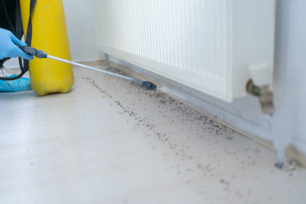 Best Affordable Pest Control Services  in Wadley, GA